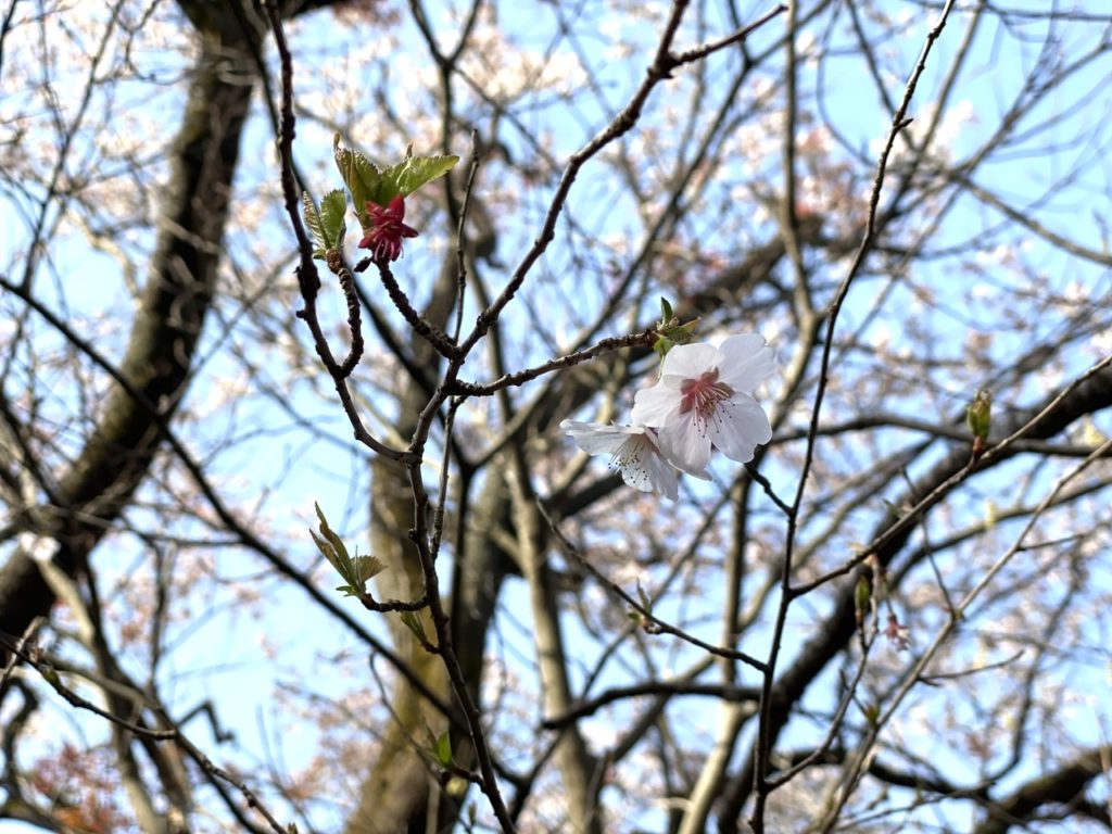 siroyama-katakurinosato-sakura