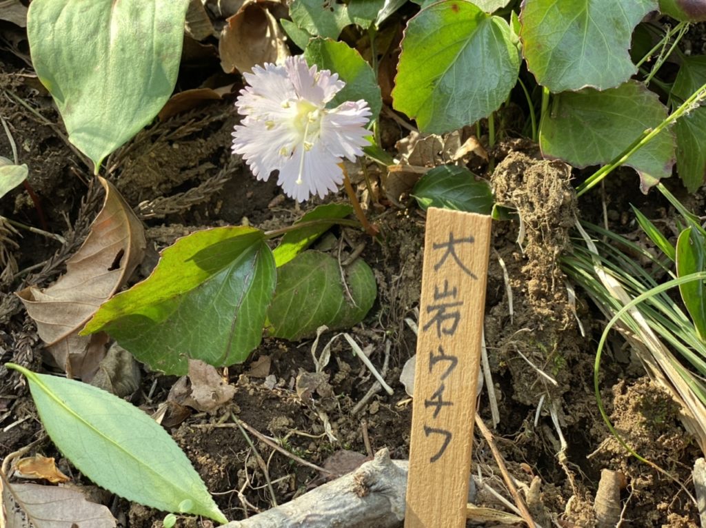siroyama-katakurinosato-ooiwautiwa