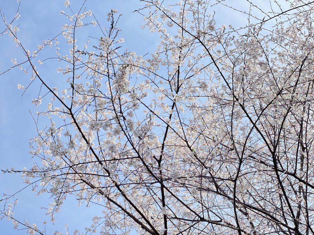 siroyama-katakurinosato-sakura